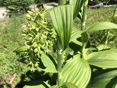 Veratrum viride eschscholtzianum
