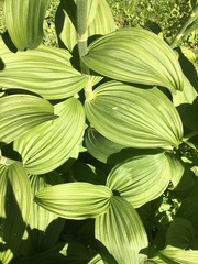 Veratrum viride eschscholtzianum