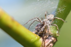 Pisaura mirabilis