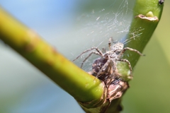 Pisaura mirabilis
