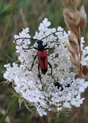 Stictoleptura cordigera
