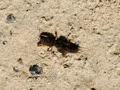 Neocurtilla hexadactyla