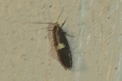 Polix coloradella