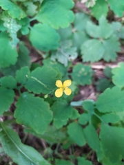 Chelidonium majus