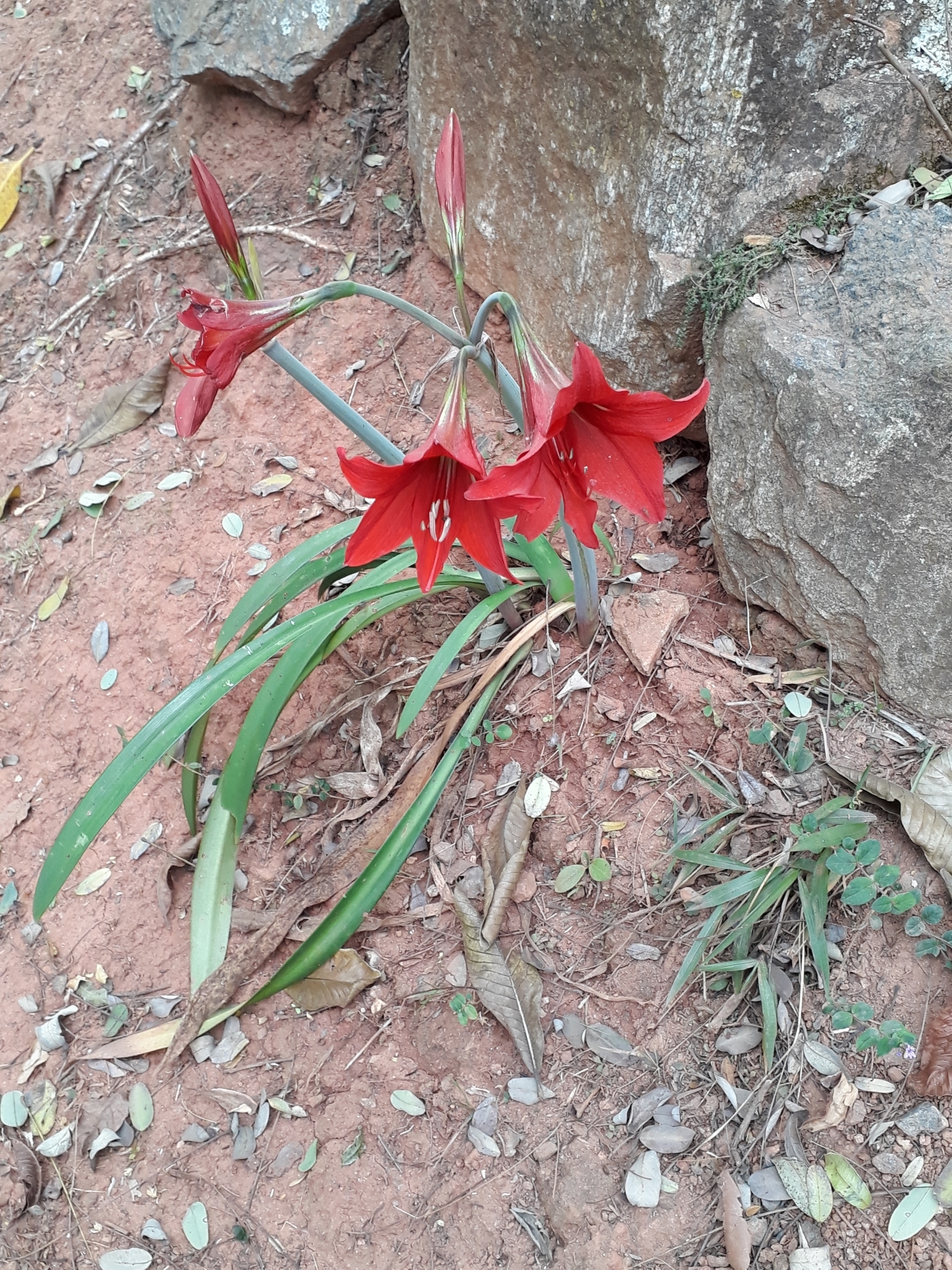 Imagem de Amarílis