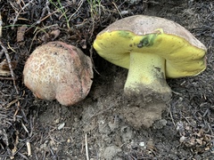 Butyriboletus abieticola
