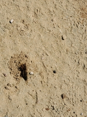 Neocurtilla hexadactyla