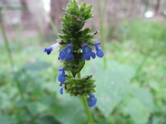 Salvia lasiocephala
