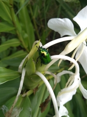 Calomacraspis splendens