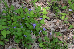 Viola affinis