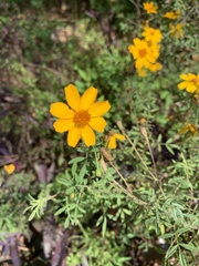 Tagetes lemmonii