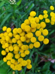 Tanacetum vulgare