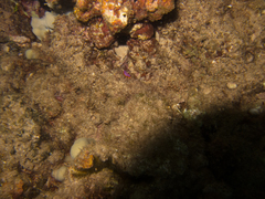 Pseudoceros ferrugineus