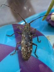 Monochamus marmorator