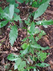 Psychotria horizontalis