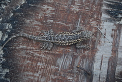 Uta stansburiana martinensis