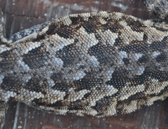 Uta stansburiana martinensis