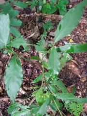 Psychotria horizontalis