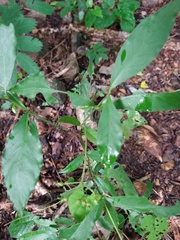 Psychotria horizontalis