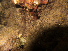 Pseudoceros ferrugineus