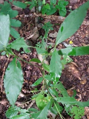 Psychotria horizontalis