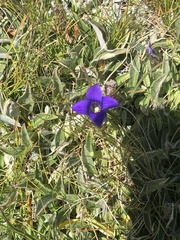 Gentianopsis holopetala