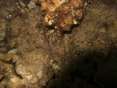 Pseudoceros ferrugineus