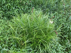 Carex muskingumensis