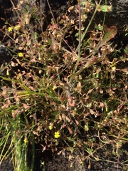 Erythranthe laciniata