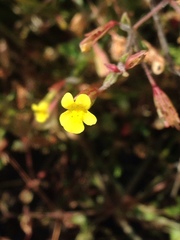 Erythranthe laciniata