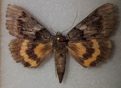 Catocala badia coelebs