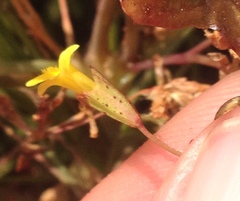 Erythranthe laciniata