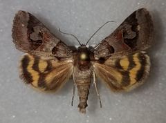 Drasteria occulta