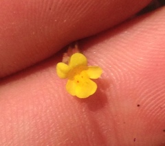 Erythranthe laciniata