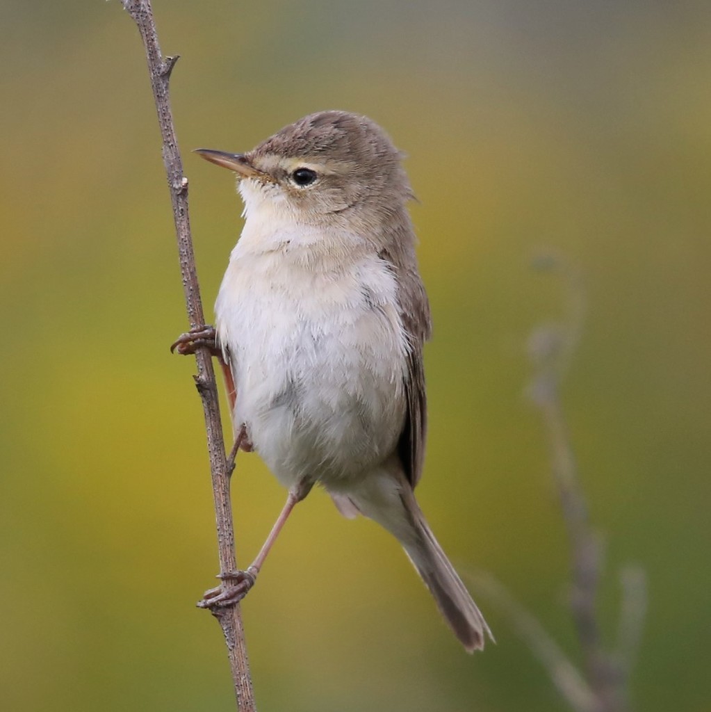 Booted Warbler photo