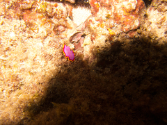 Pseudoceros ferrugineus