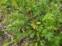Artemisia latifolia