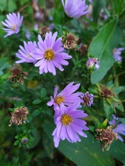 Symphyotrichum