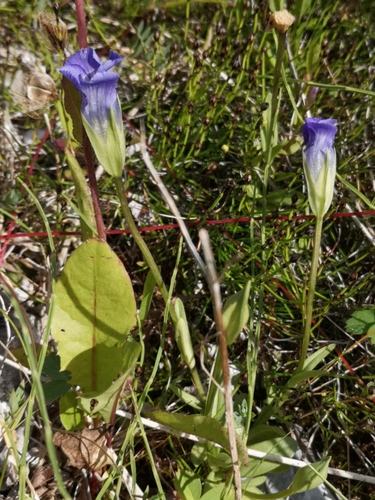 Image of Gentianopsis detonsa by (c) Todd Boland, some rights reserved (CC BY)