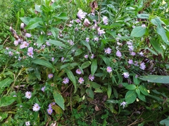 Symphyotrichum