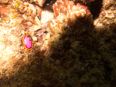 Pseudoceros ferrugineus