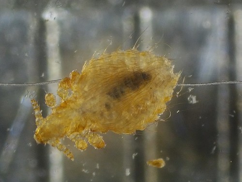 dog sucking louse