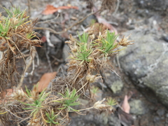 Plantago arborescens