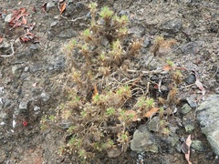 Plantago arborescens