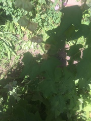 Eriocapitella hupehensis