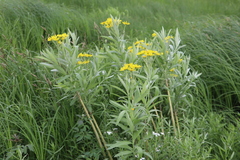 Jacobaea paludosa lanata