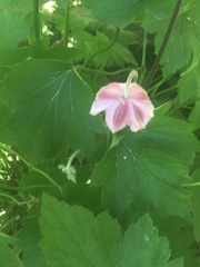 Eriocapitella hupehensis