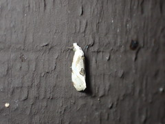 Aethes angustana