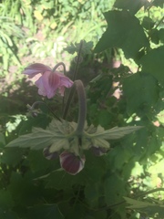 Eriocapitella hupehensis