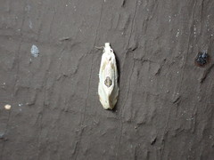 Aethes angustana